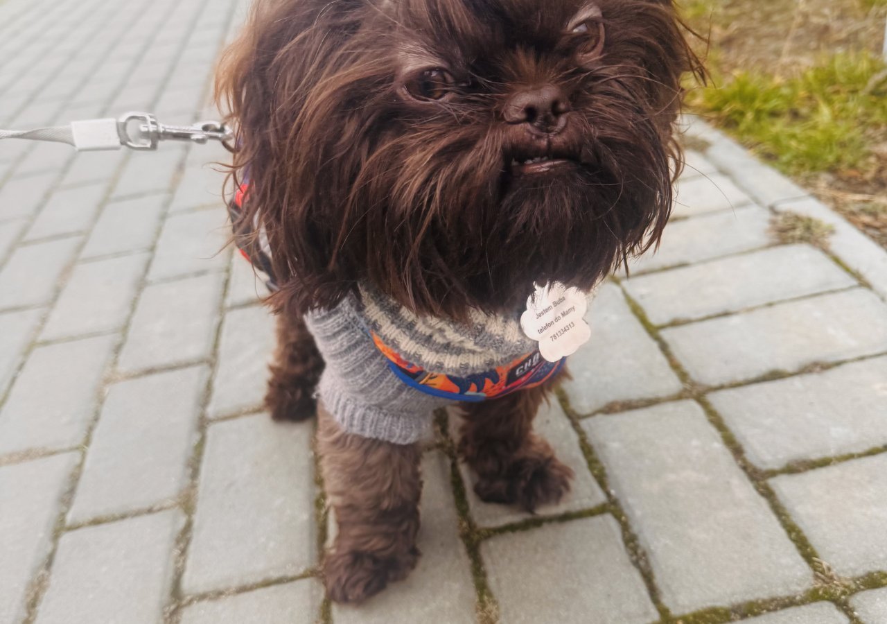 Bubu alt.animals.promo #16