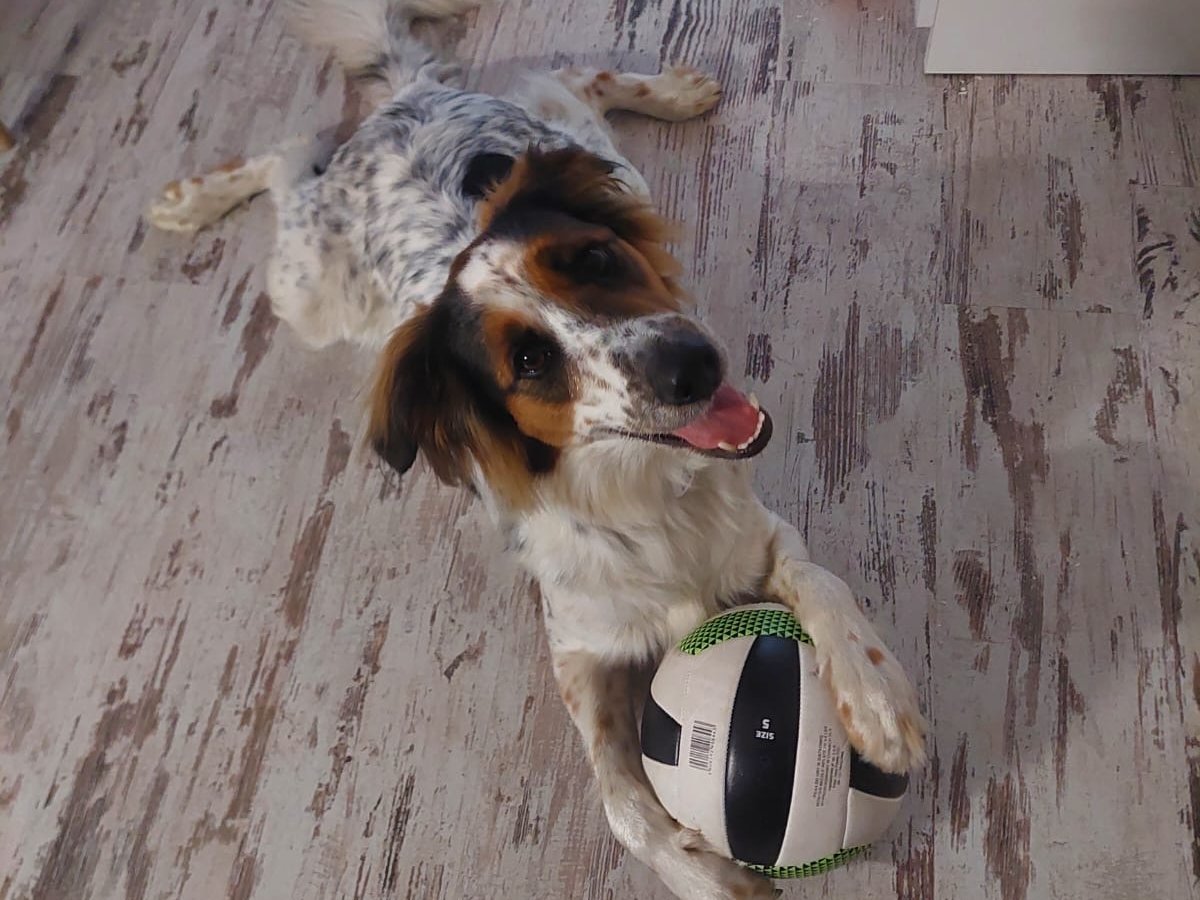 Odi alt.animals.promo #16