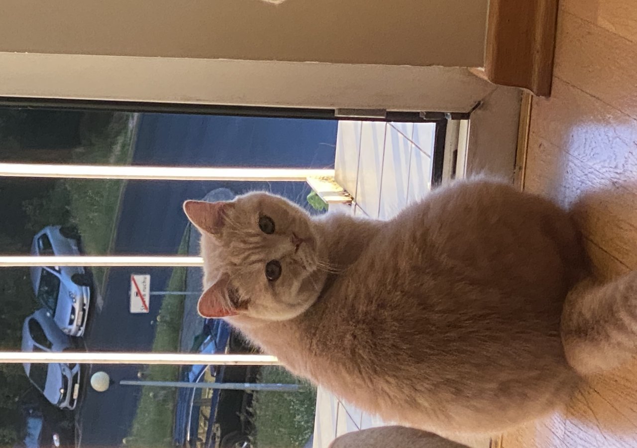 Danio - Pet logo – WORLDPETNET #17