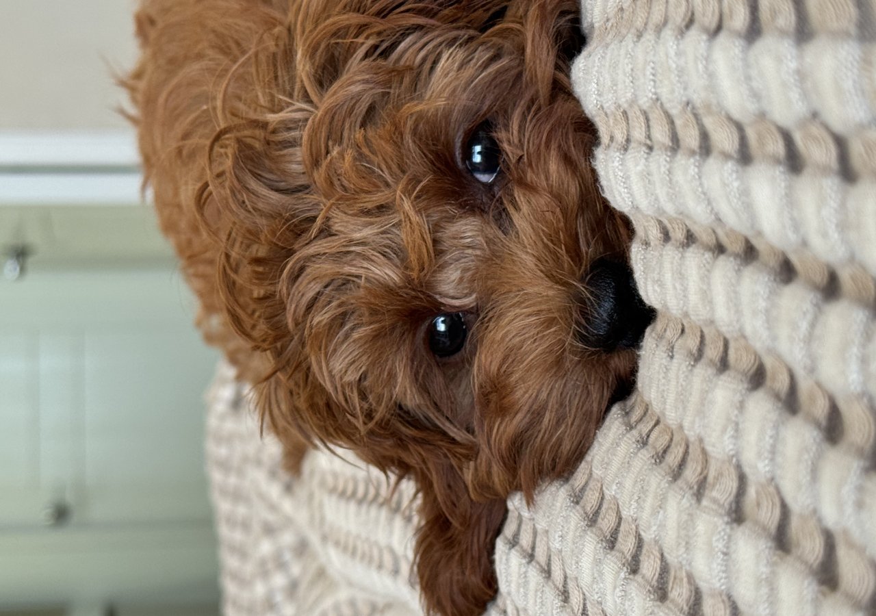 Petra - Pet logo – WORLDPETNET #17