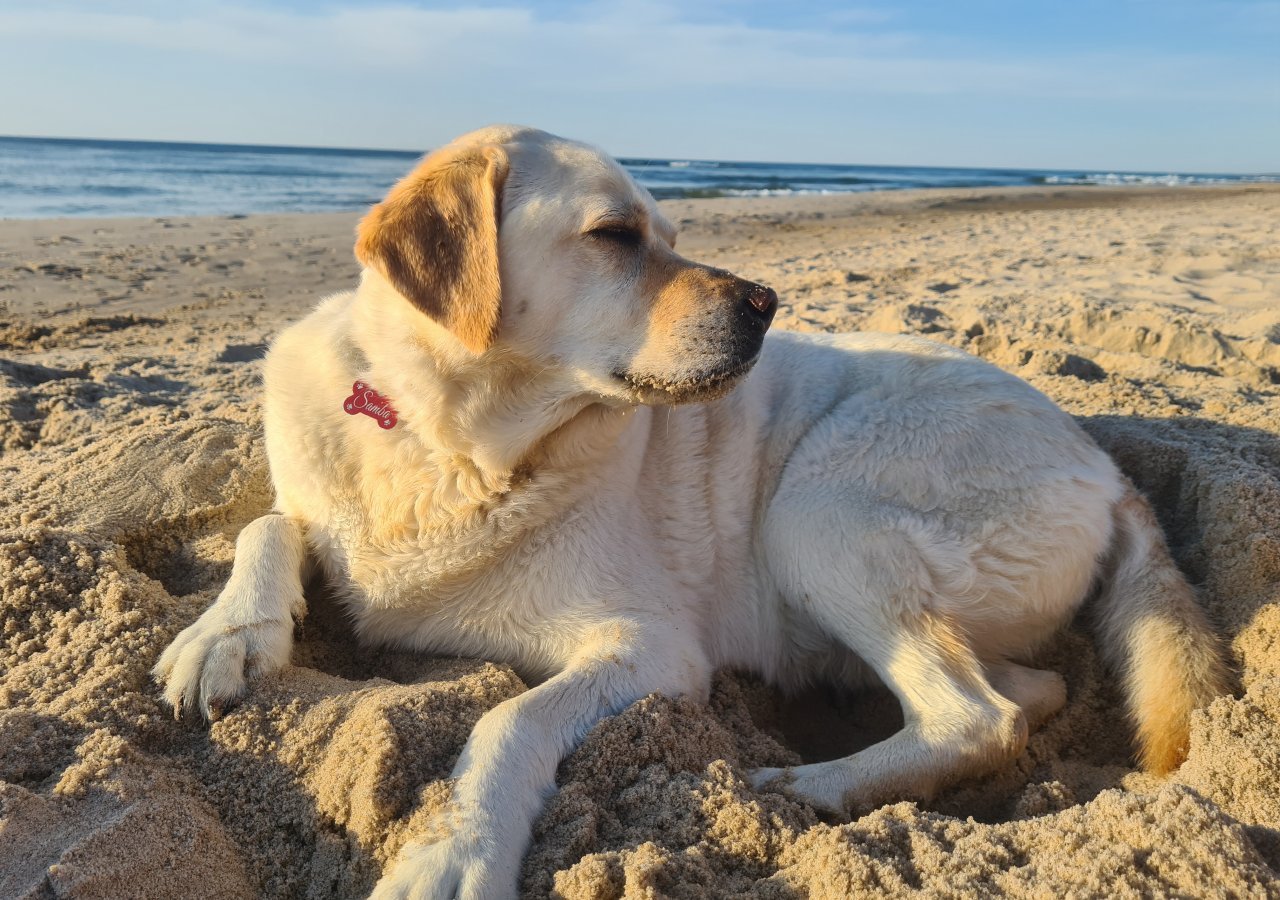 Samba - Pet logo &ndash; WORLDPETNET #17