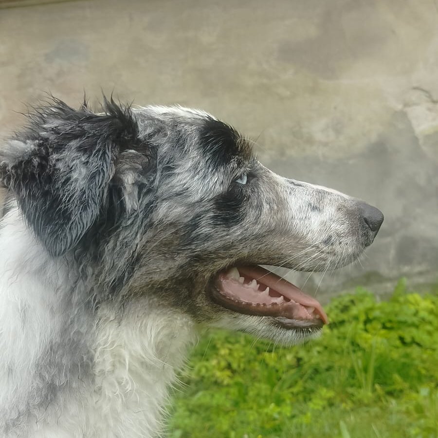 Nero - Pet logo – WORLDPETNET #17