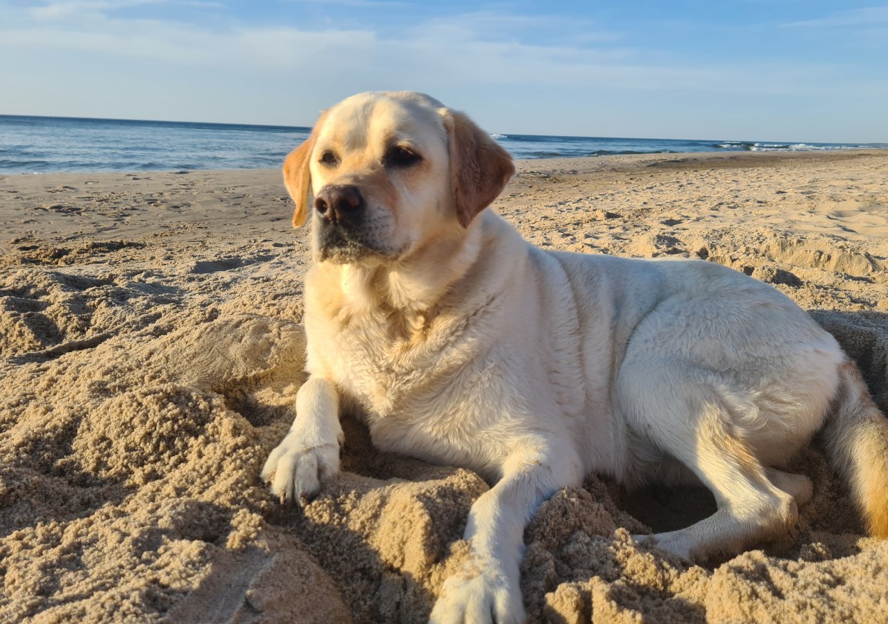 Samba alt.animals.promo #16