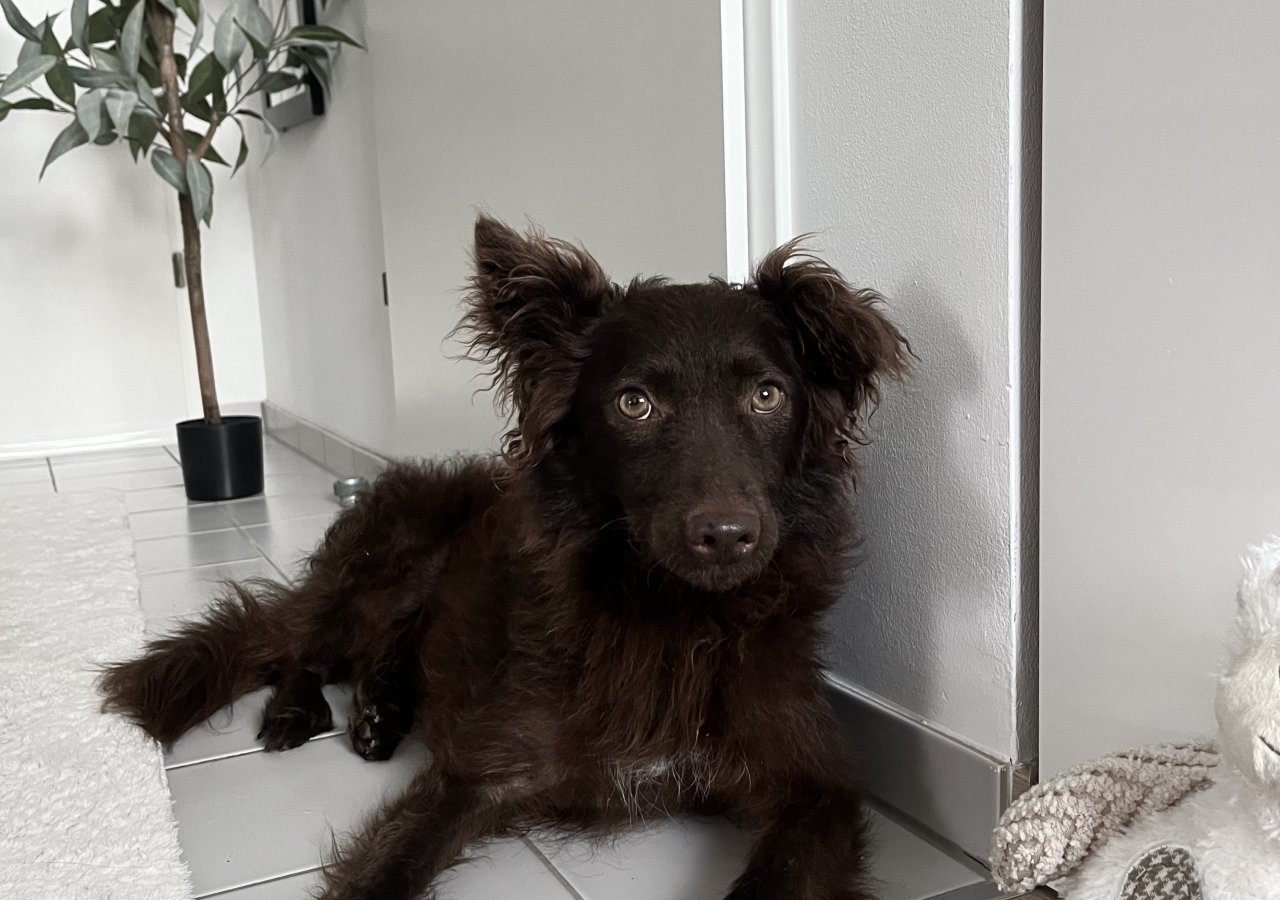 Pika alt.animals.promo #16