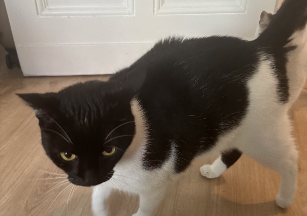 Jack  alt.animals.promo #16