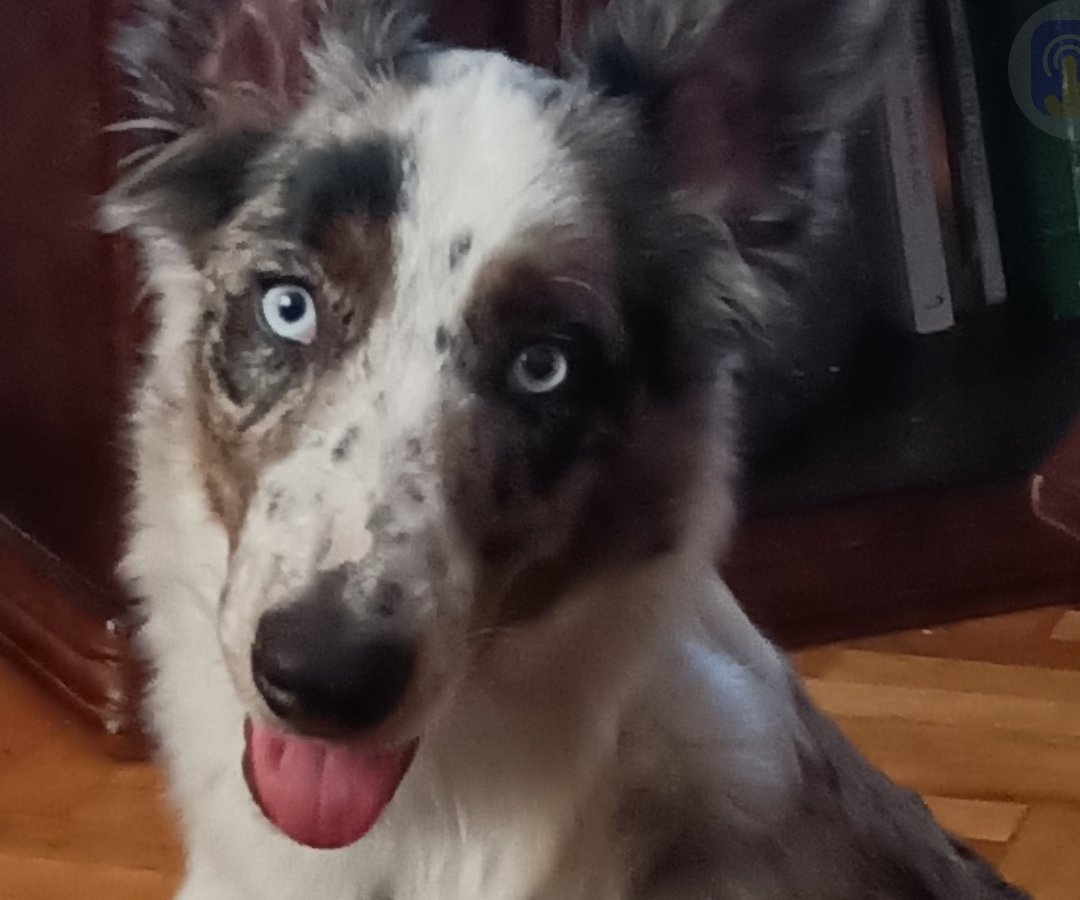 Nero alt.animals.promo #16