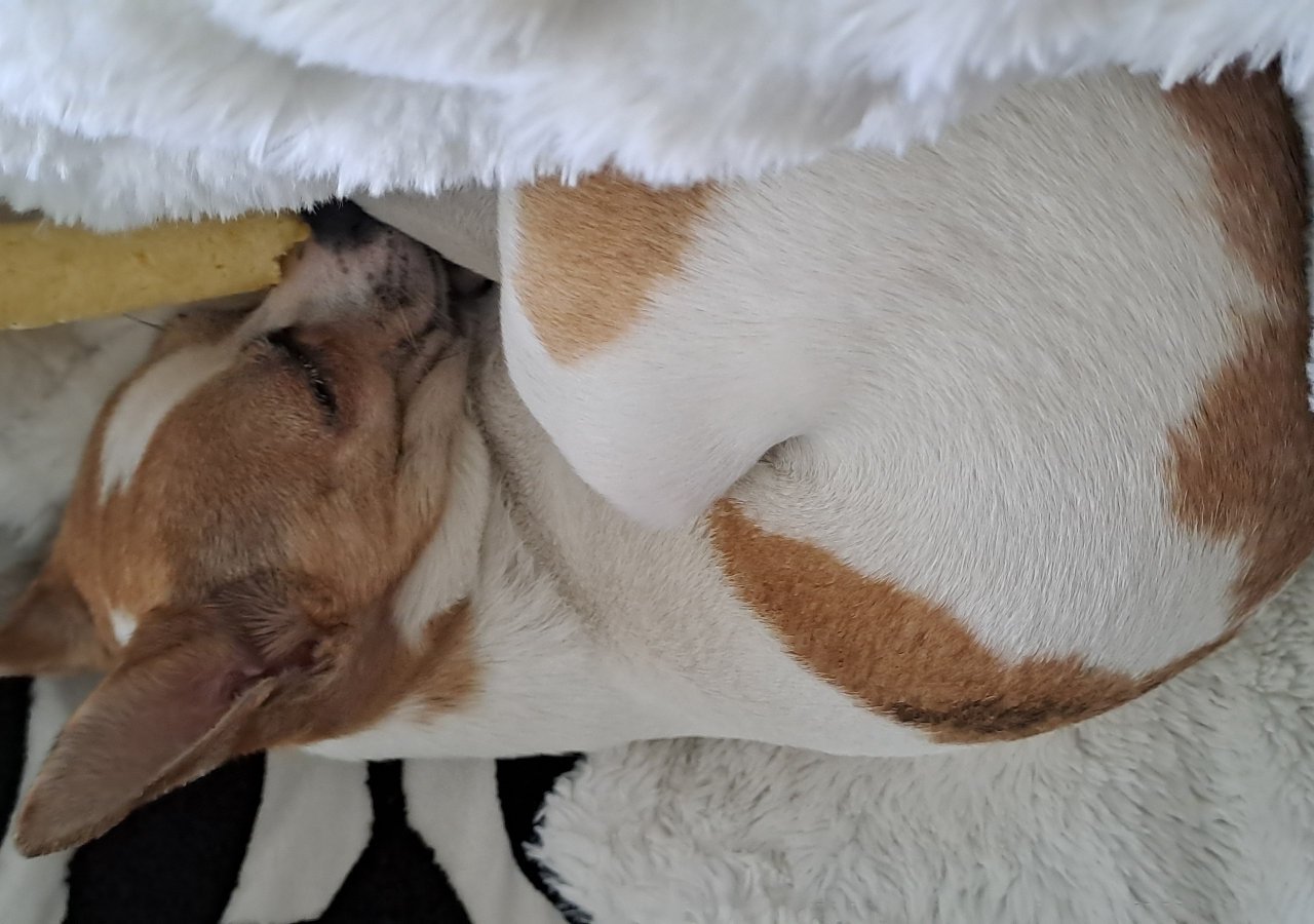 Miki - Pet logo – WORLDPETNET #17