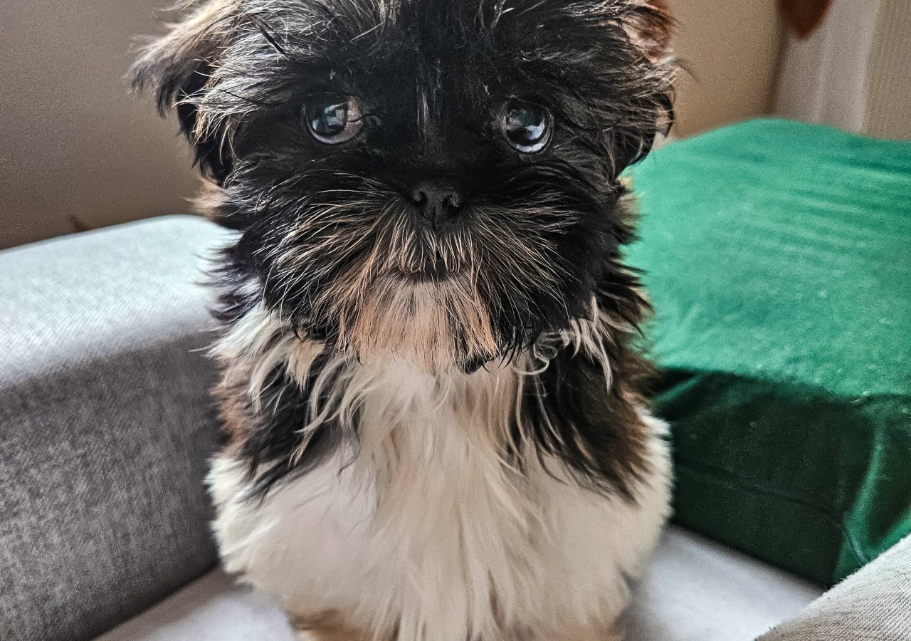 SUZI - Pet logo &ndash; WORLDPETNET #17