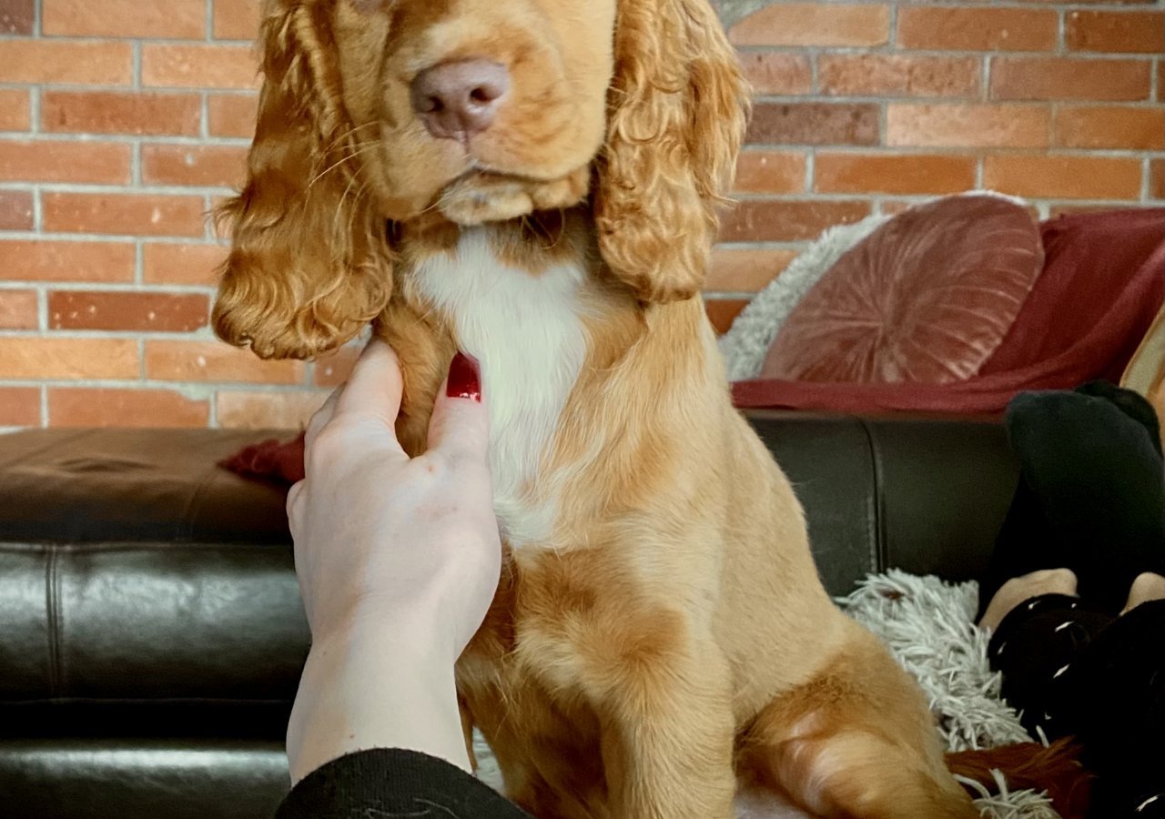 Bonnie alt.animals.promo #16