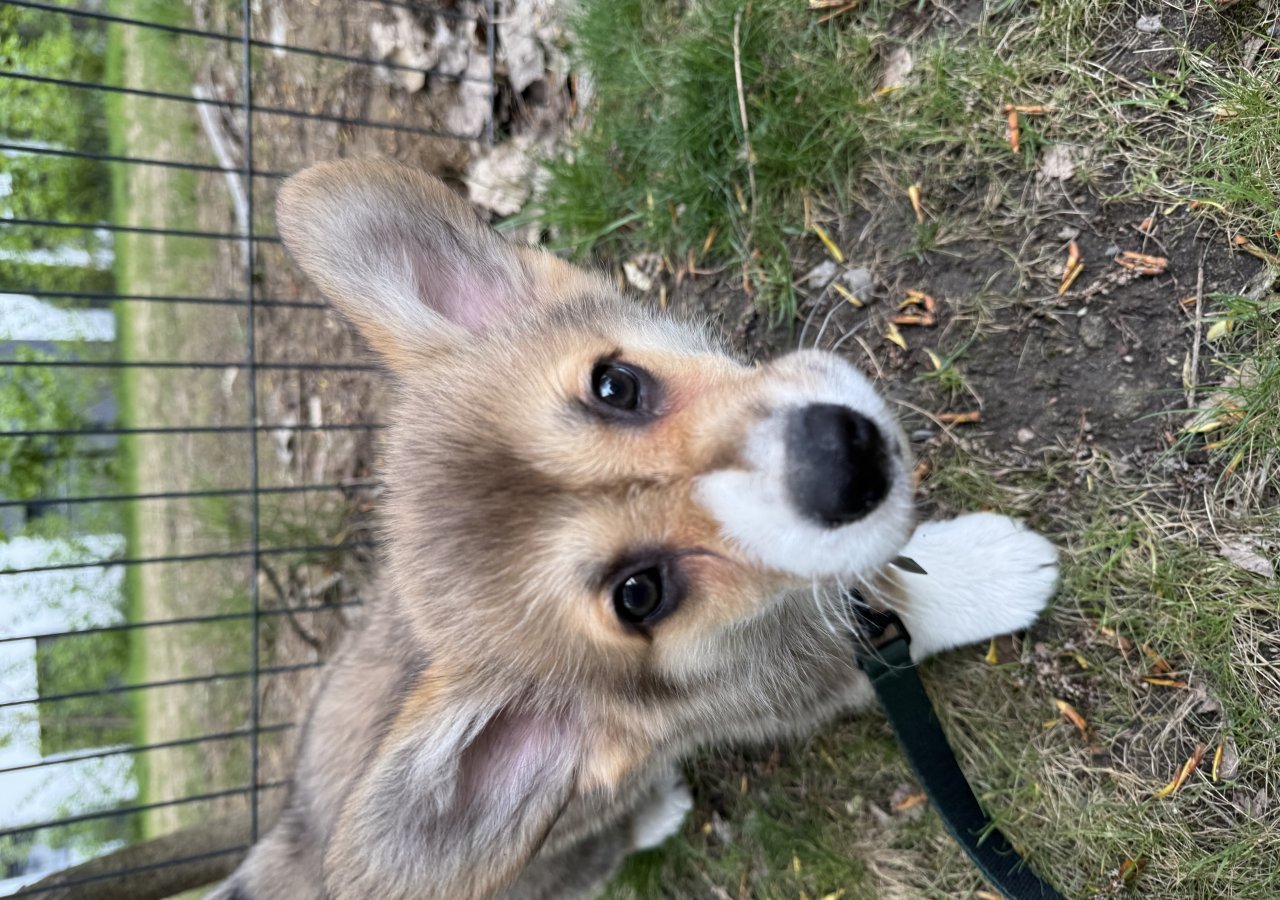 Wyśmienity PRECEL - Pet logo &ndash; WORLDPETNET #18