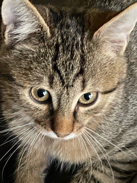 Cheeky alt.animals.promo #16