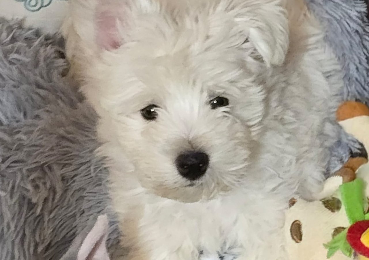 Zeus alt.animals.promo #16