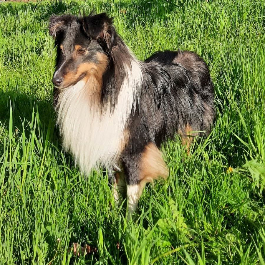 Espresso Rumowe Olympic Dream (RUMI) alt.animals.promo #16