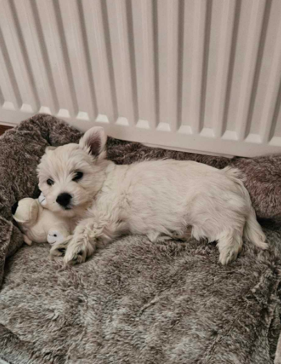 ILA alt.animals.promo #16