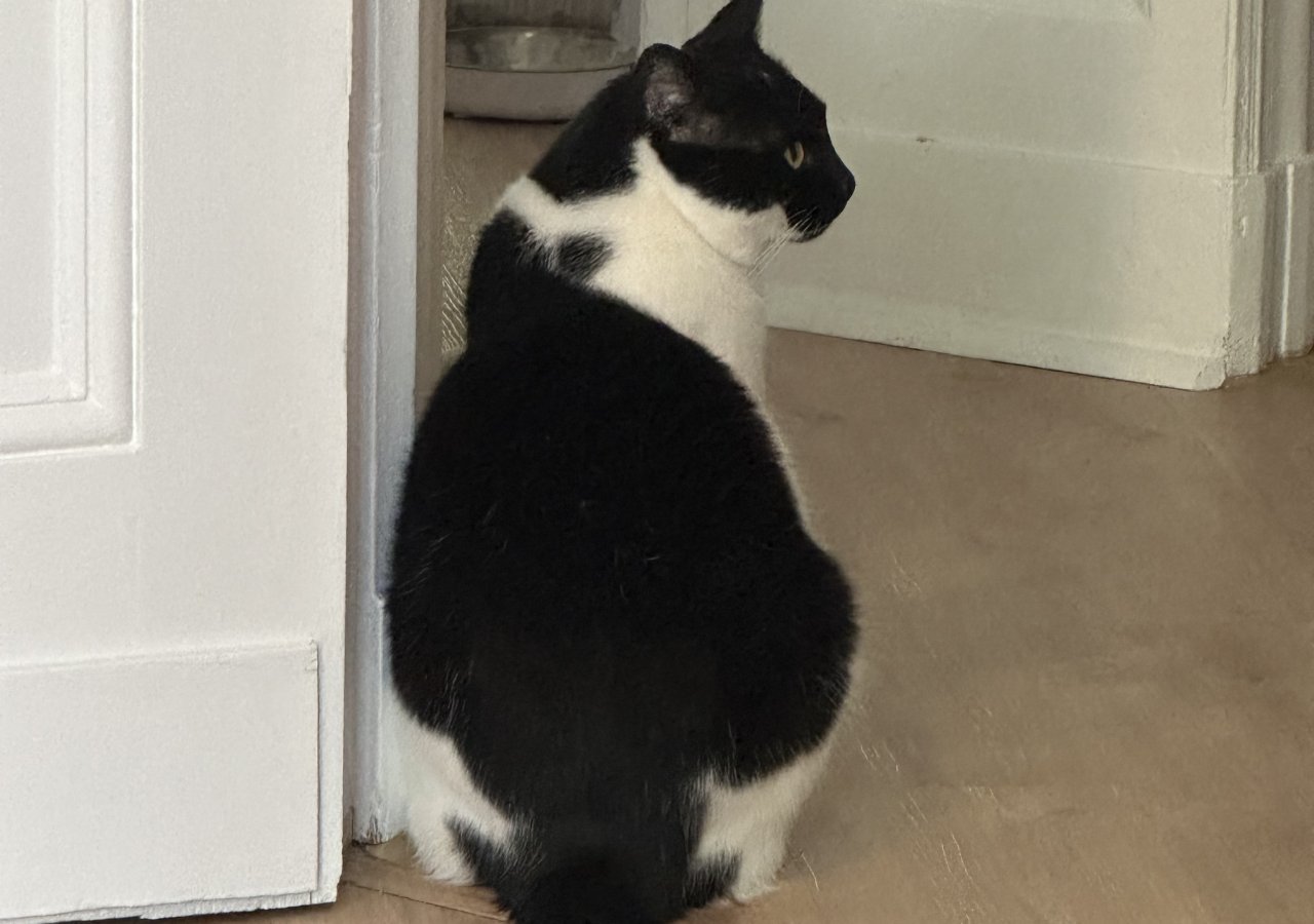 Jack  - Pet logo &ndash; WORLDPETNET #17