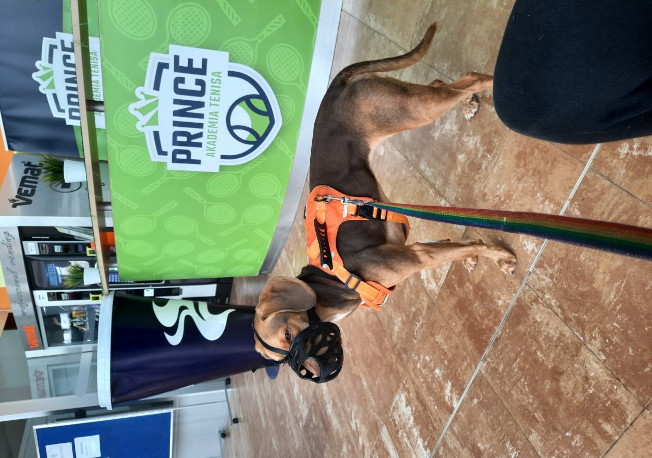 Bombel - Pet logo – WORLDPETNET #17