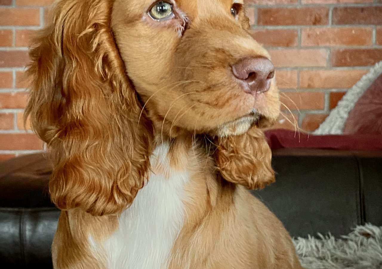 Bonnie - Pet logo &ndash; WORLDPETNET #17