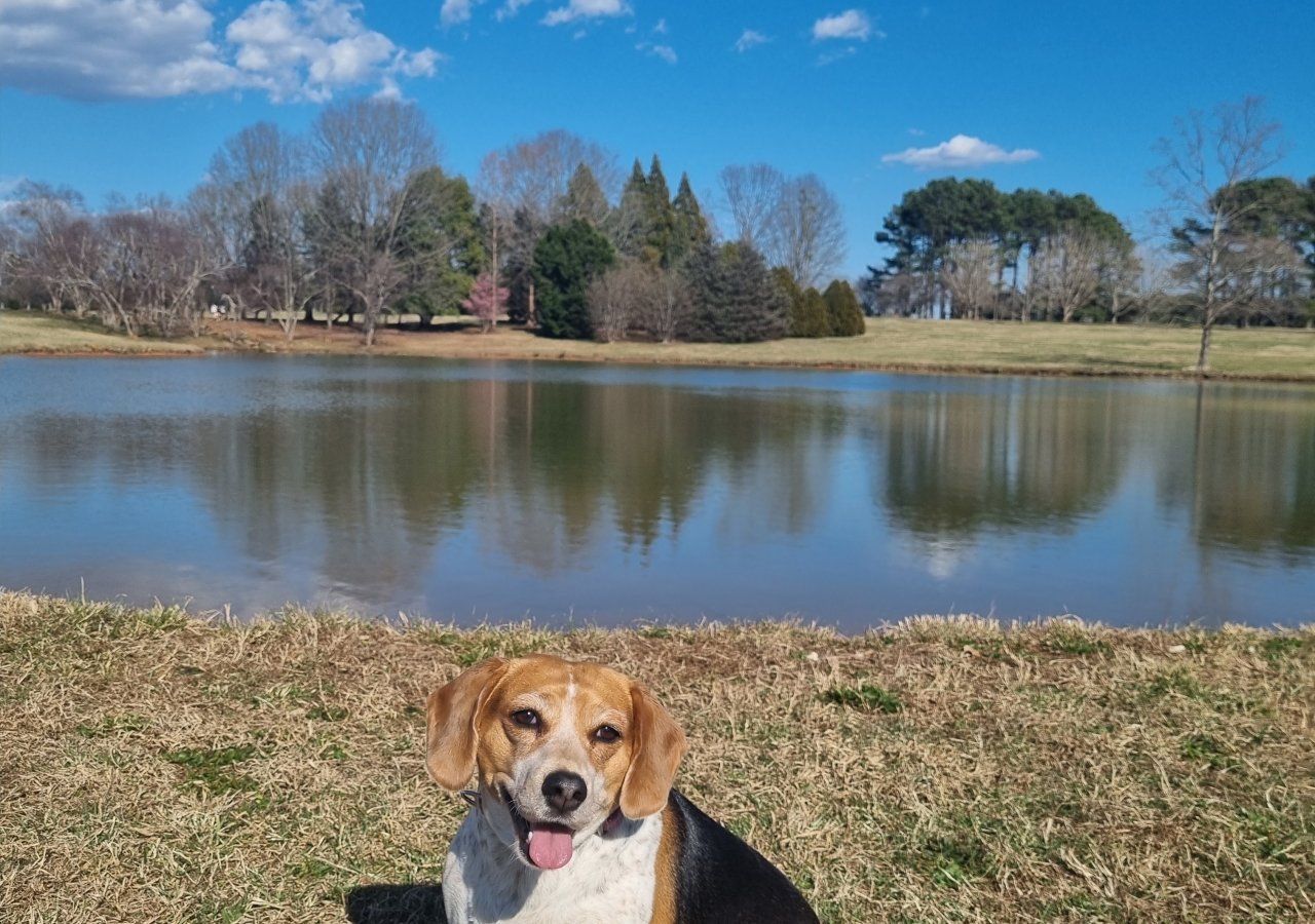 Amy - Pet logo – WORLDPETNET #17