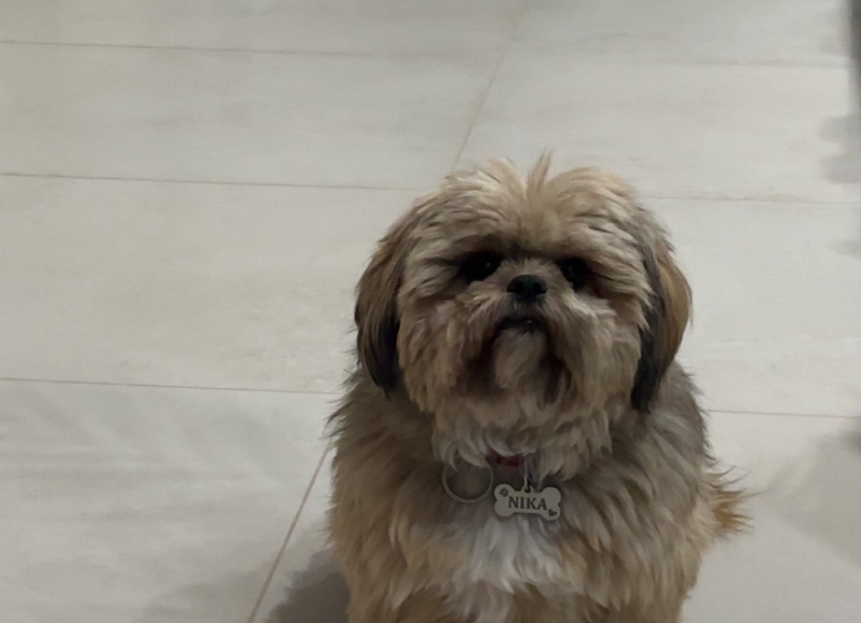 Nika - Pet logo &ndash; WORLDPETNET #18