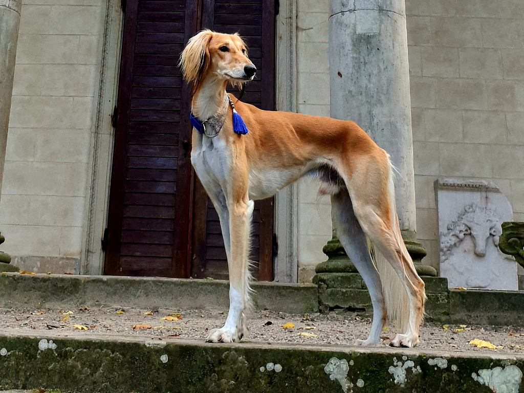 Lupo alt.animals.promo #16