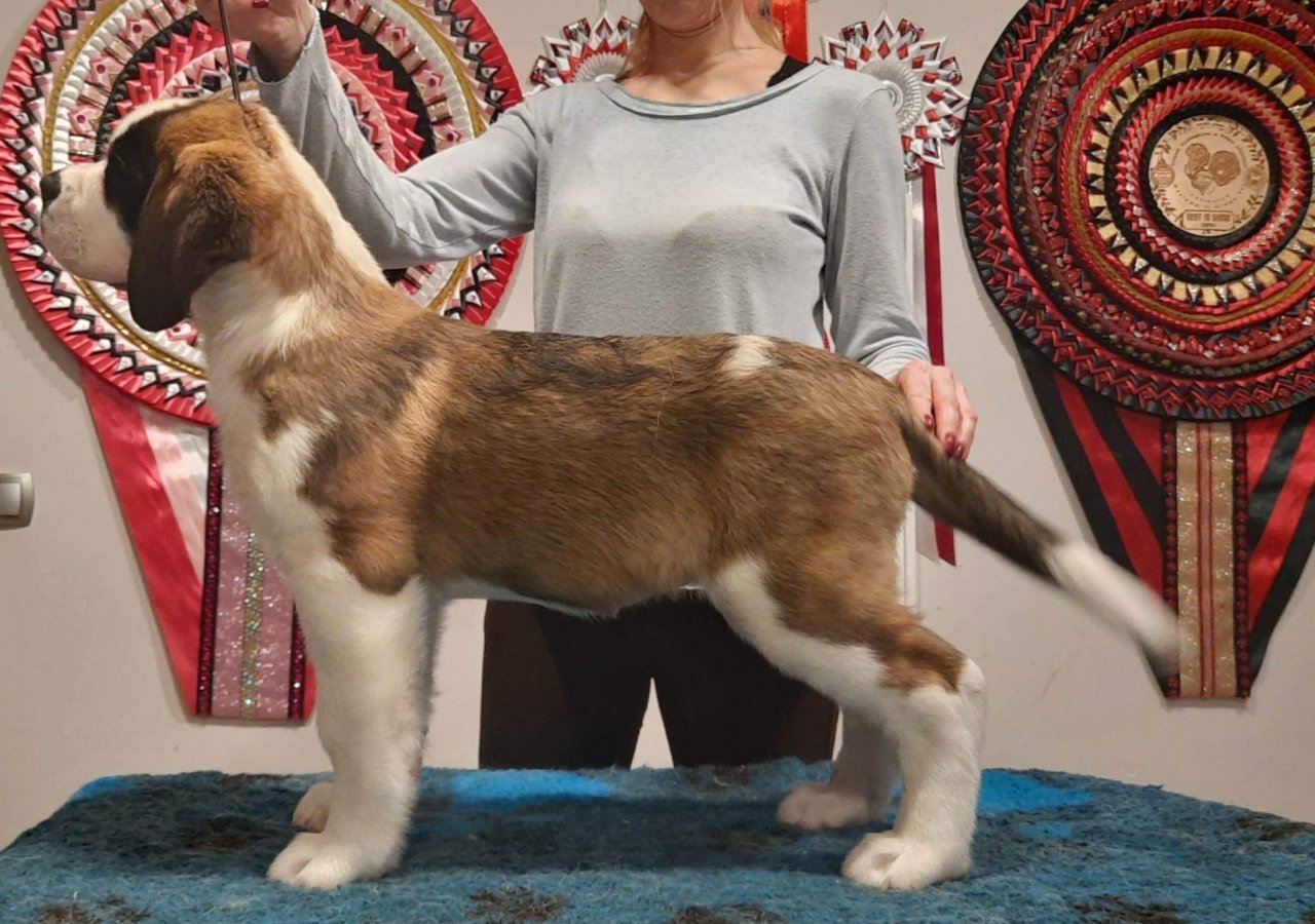 Just Like CASSIOPEIA alt.animals.promo #16