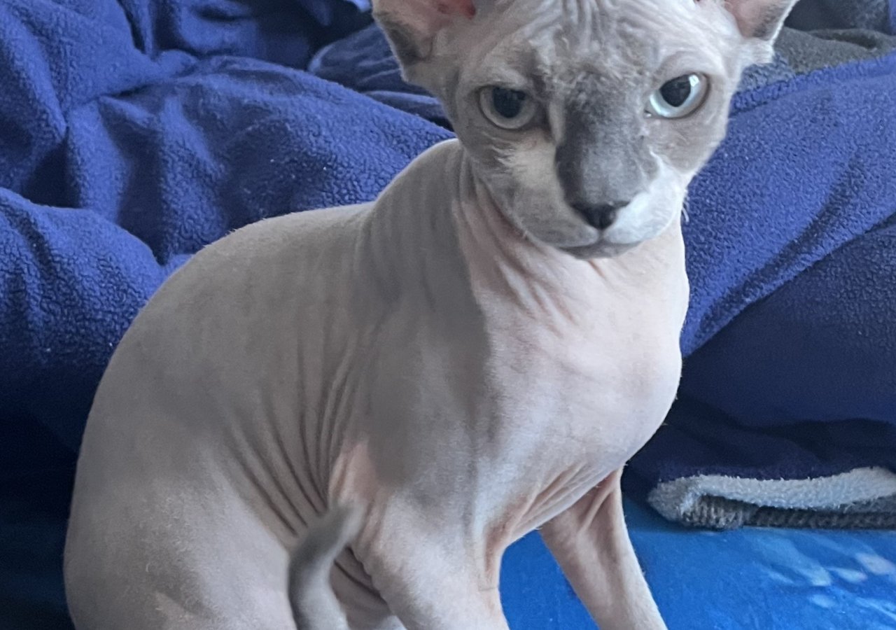 Daisy alt.animals.promo #16