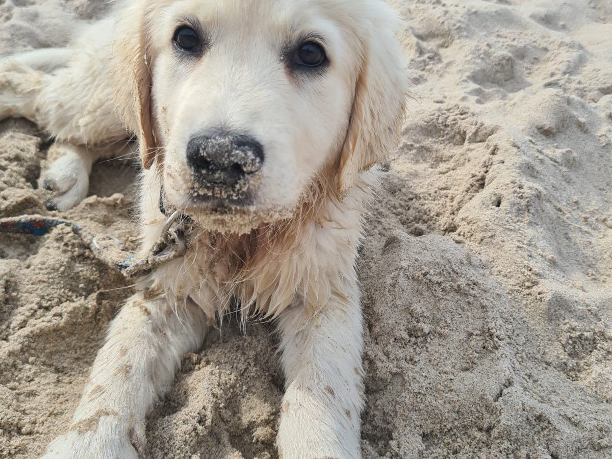 Luna - Pet logo – WORLDPETNET #17