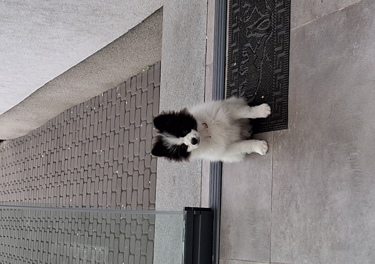 Majlo - Pet logo – WORLDPETNET #18