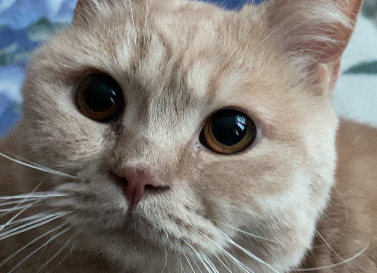 Danio alt.animals.promo #16