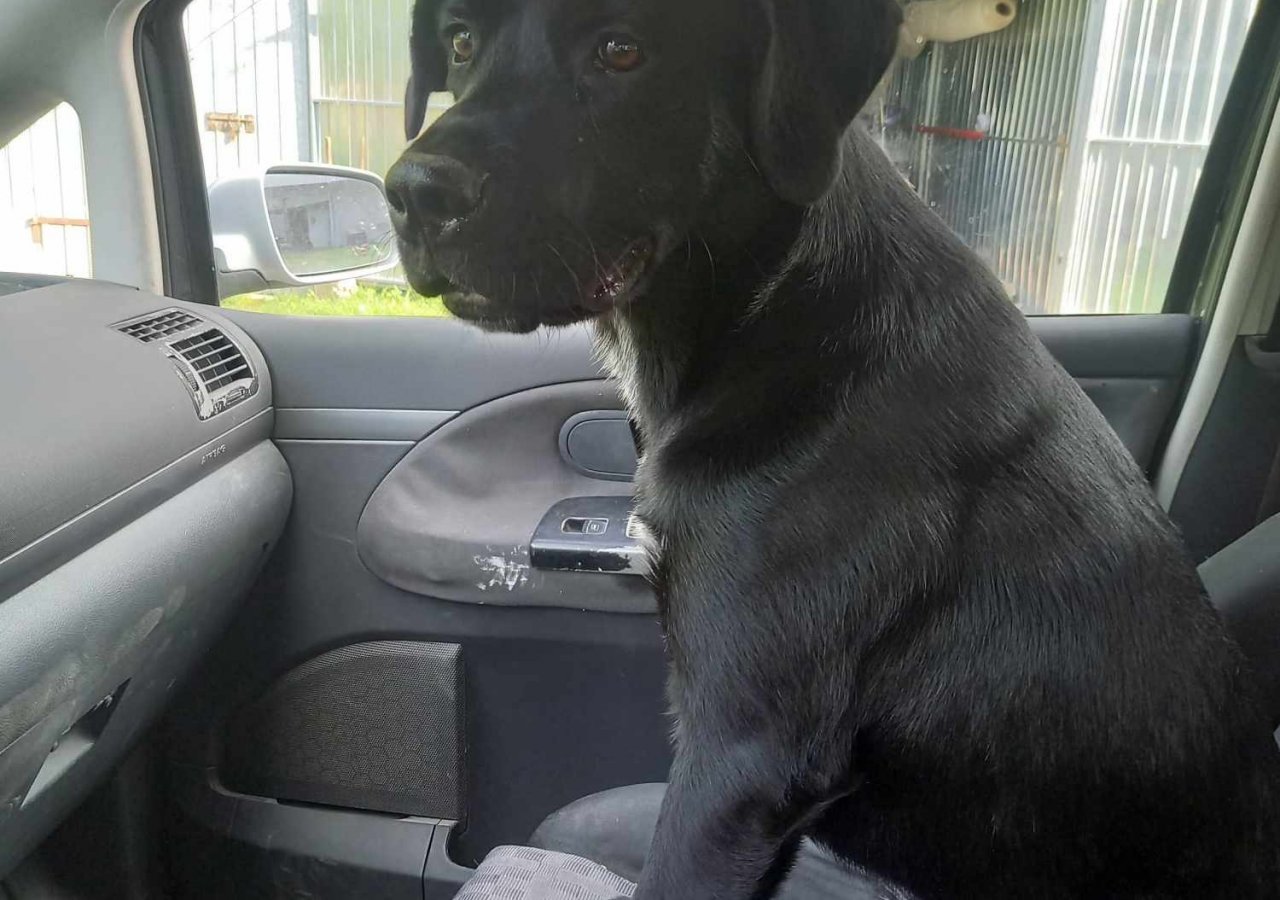 Zeus - Pet logo – WORLDPETNET #17