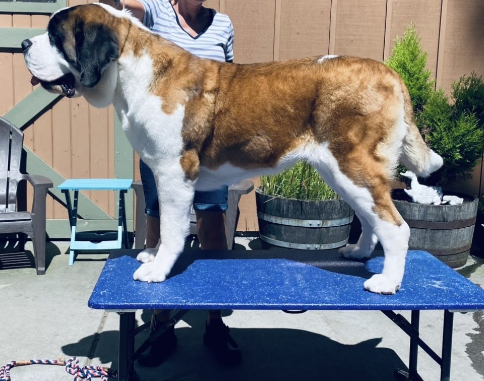 Just Like CASSIOPEIA - Pet logo – WORLDPETNET #17