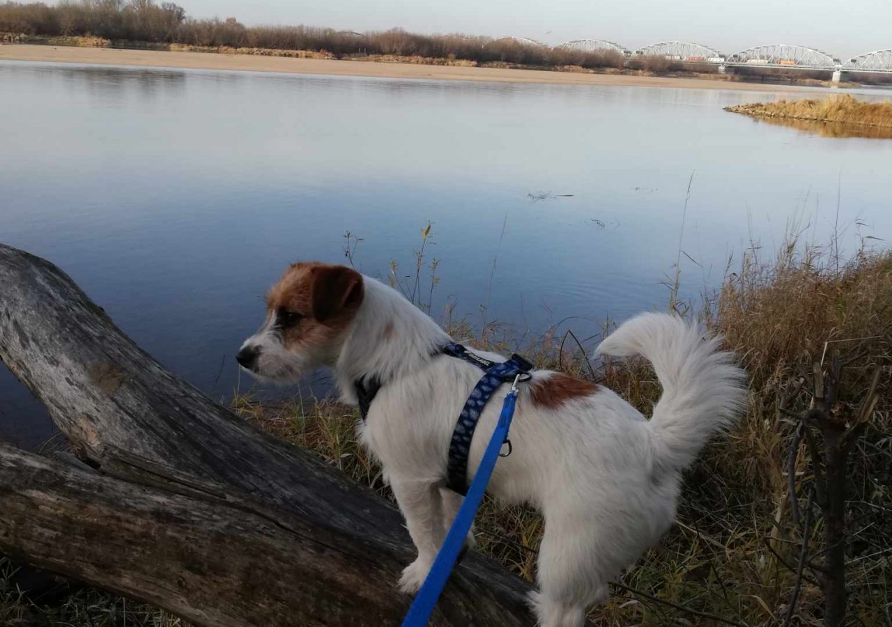 Inka alt.animals.promo #16