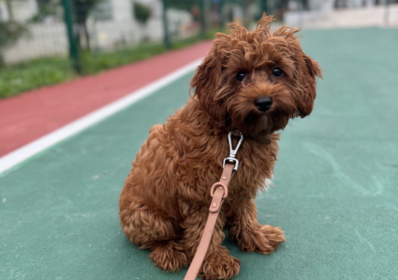 Petra alt.animals.promo #16