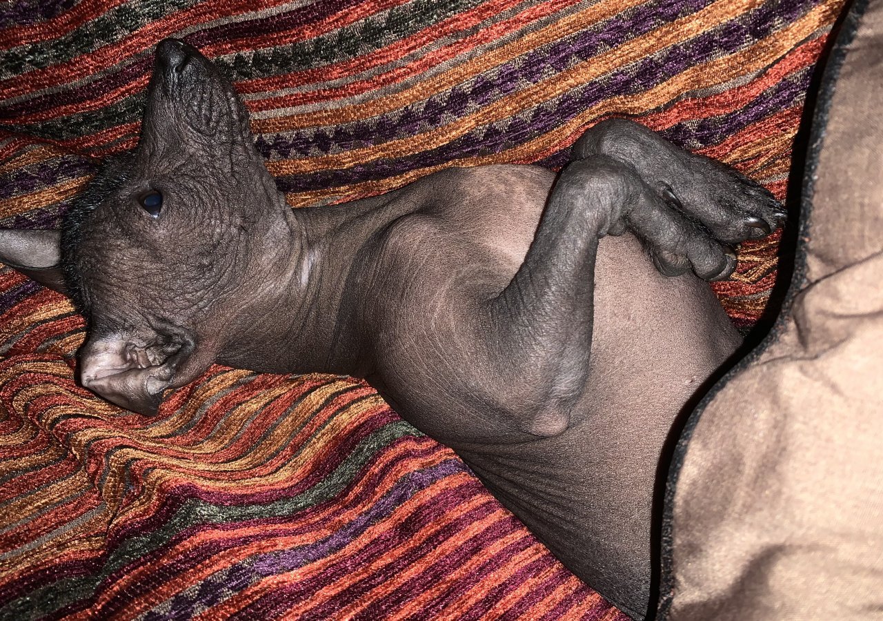 Figo alt.animals.promo #16