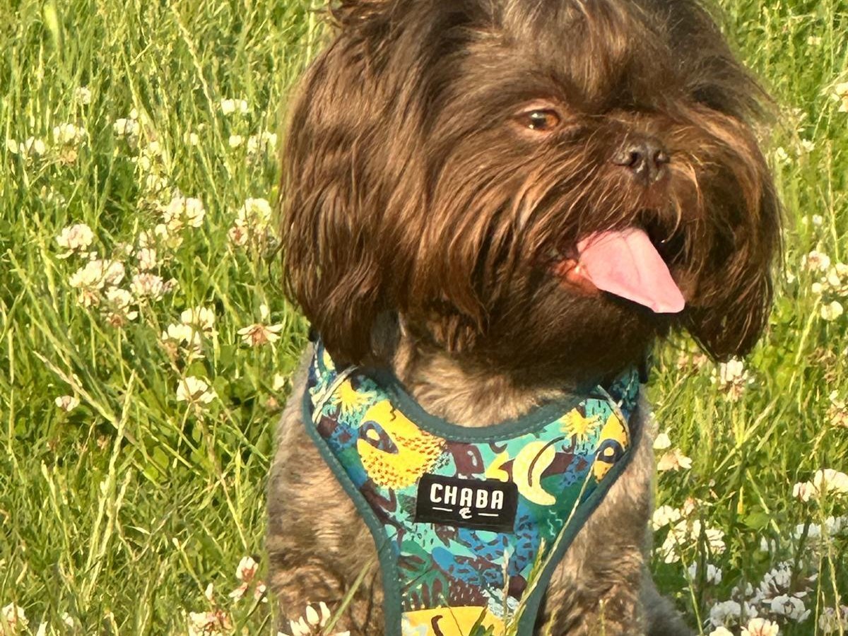 Bubu - Pet logo – WORLDPETNET #18