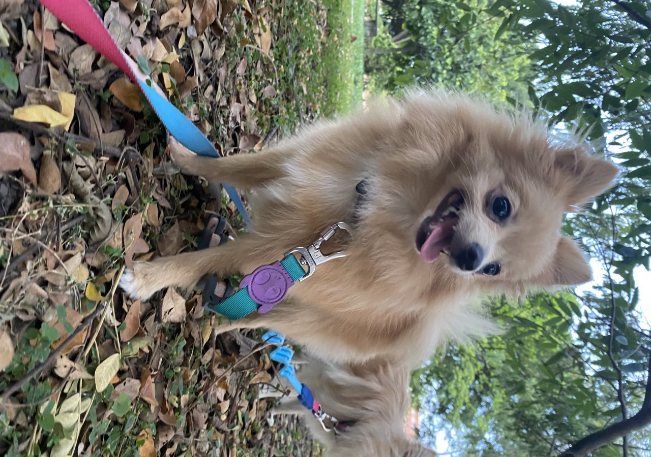 Tora alt.animals.promo #16