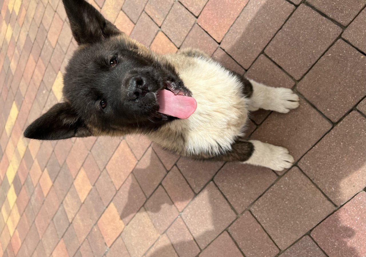 Akira alt.animals.promo #16