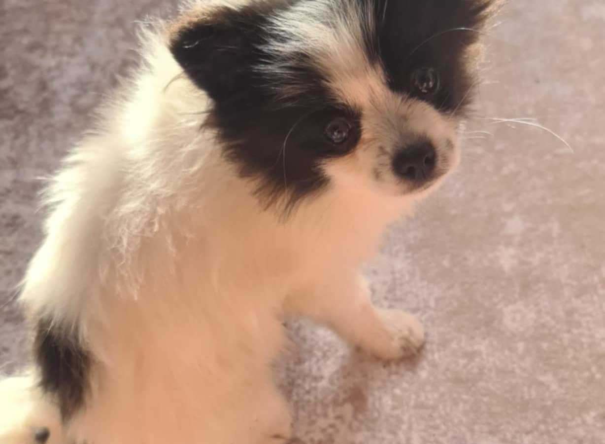 Majlo - Pet logo – WORLDPETNET #17