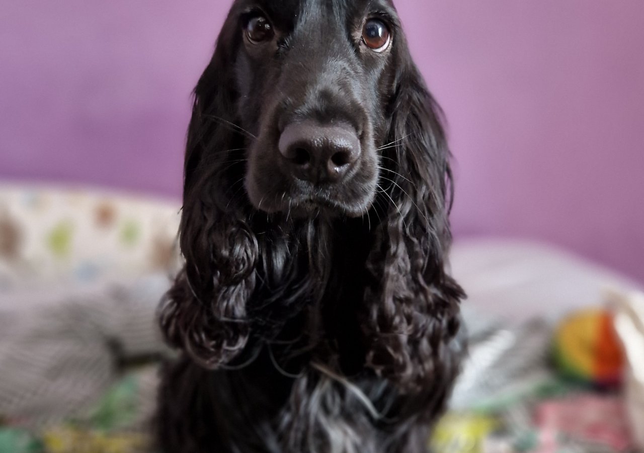 Lily alt.animals.promo #16