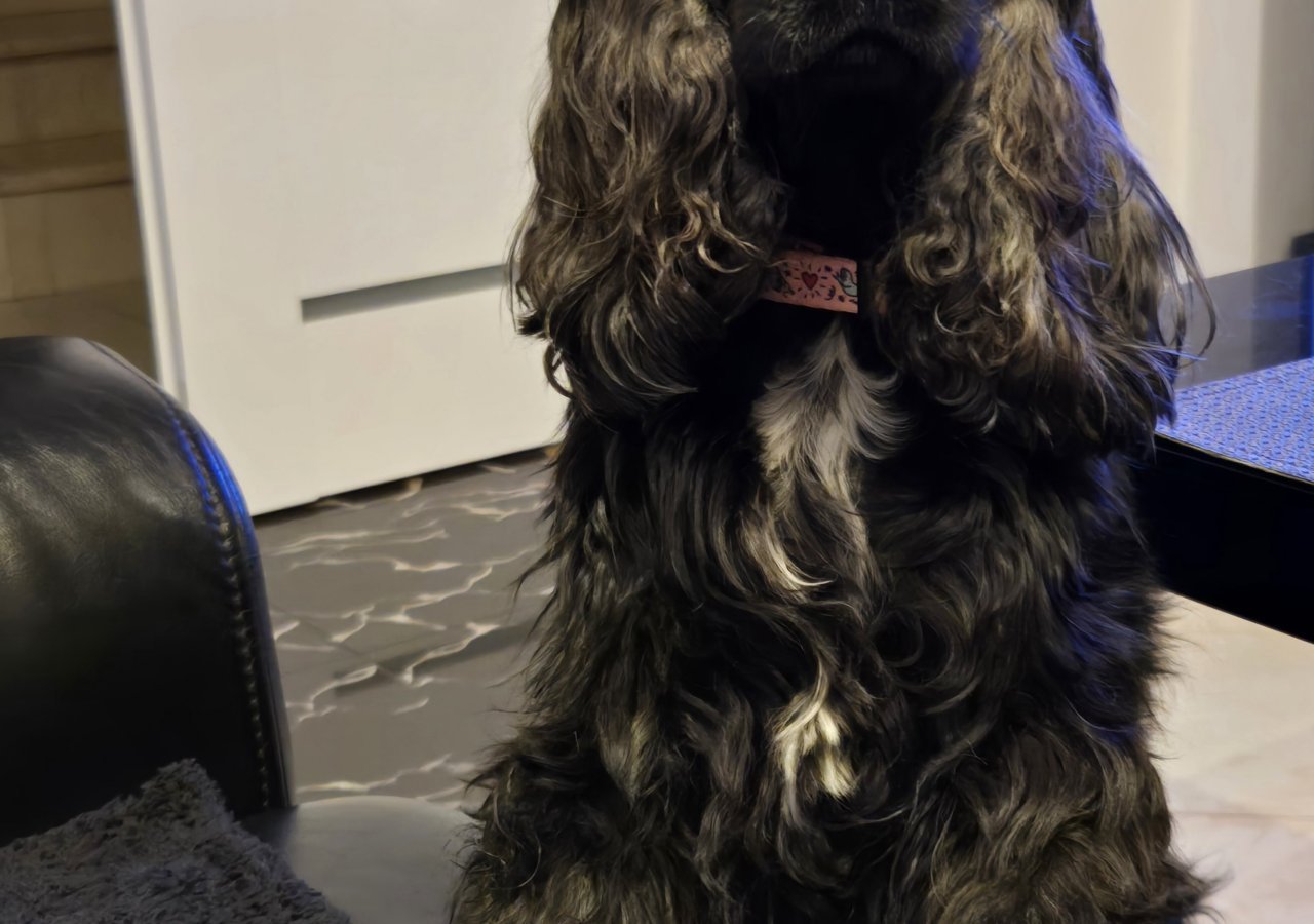 Lily - Pet logo – WORLDPETNET #17