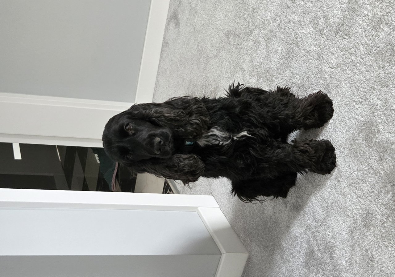 Lily - Pet logo – WORLDPETNET #18