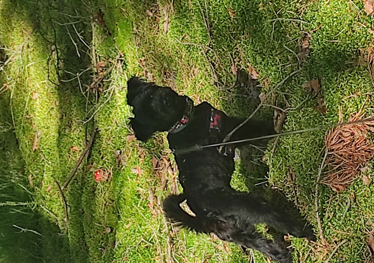 Poco alt.animals.promo #16