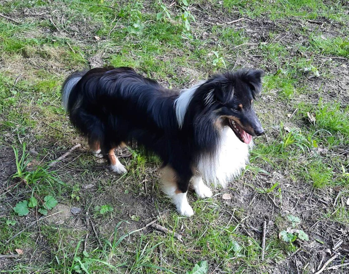 Espresso Rumowe Olympic Dream (RUMI) - Pet logo – WORLDPETNET #17