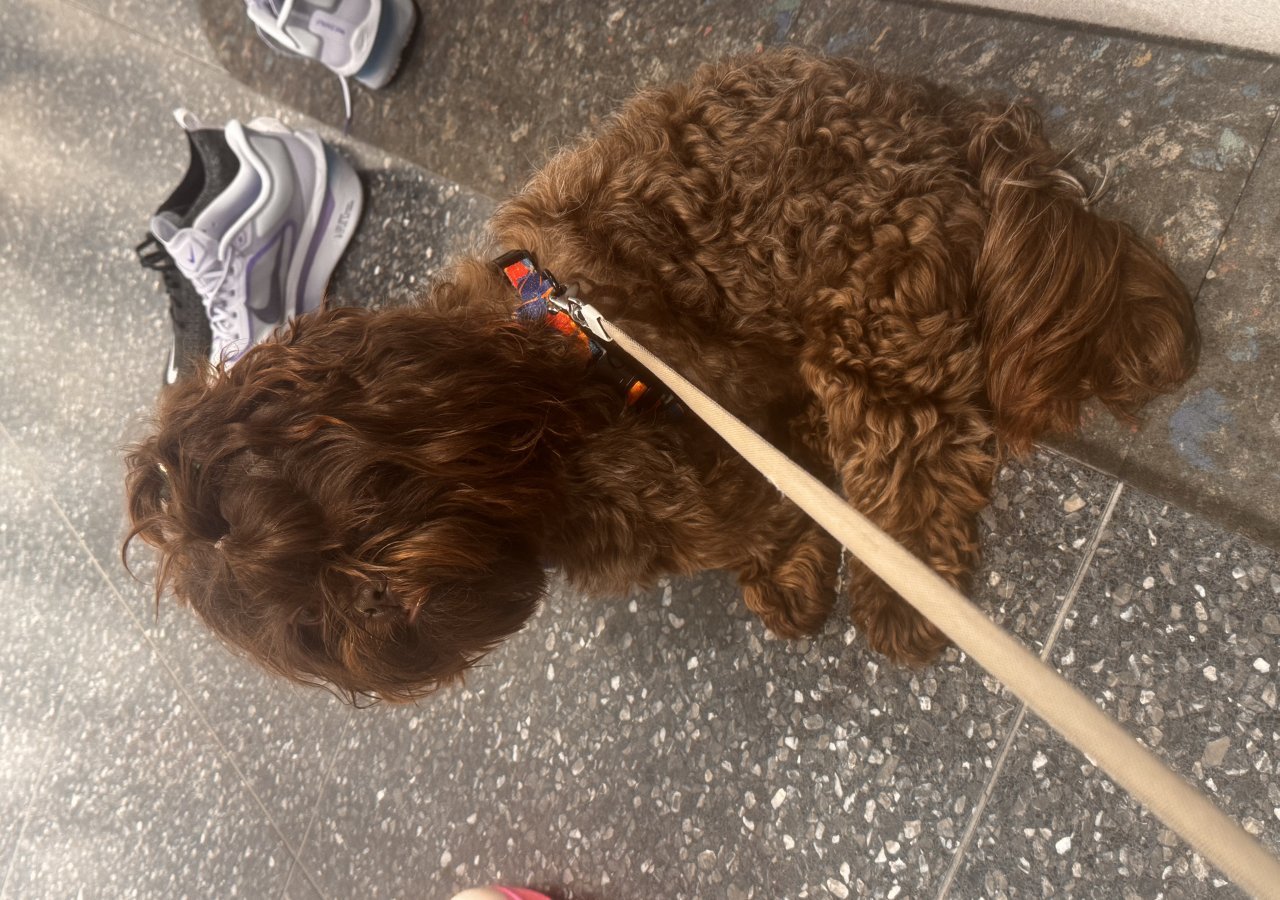 Bubu - Pet logo – WORLDPETNET #17