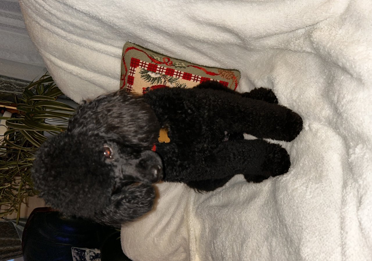 EMI alt.animals.promo #16