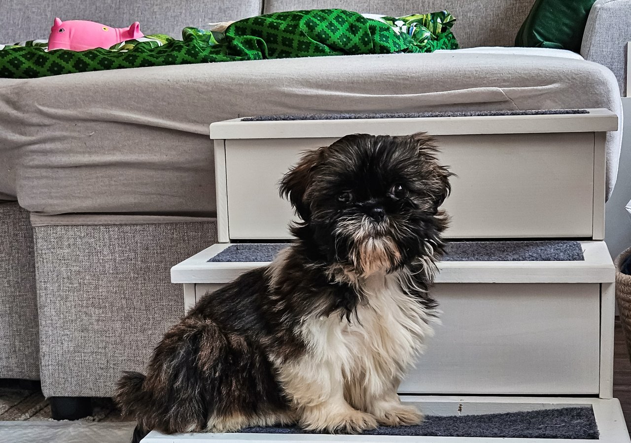 SUZI - Pet logo &ndash; WORLDPETNET #18