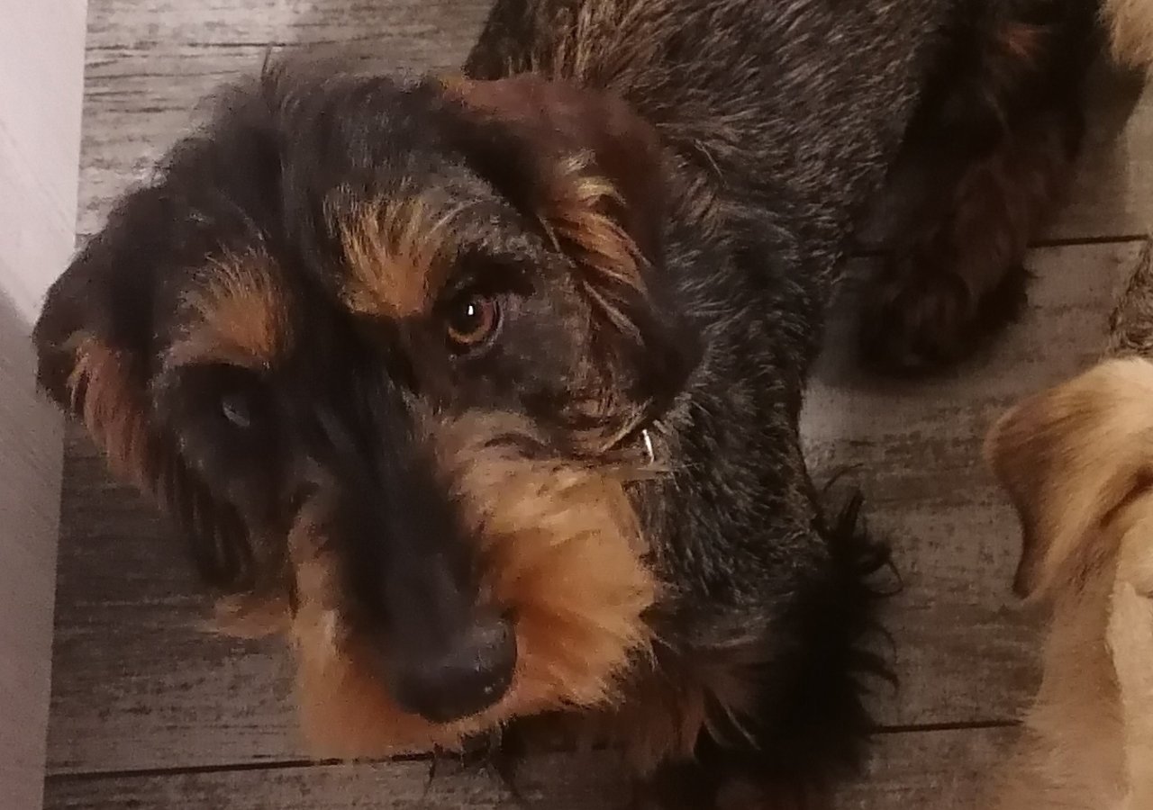 Dukat Nelson alt.animals.promo #16