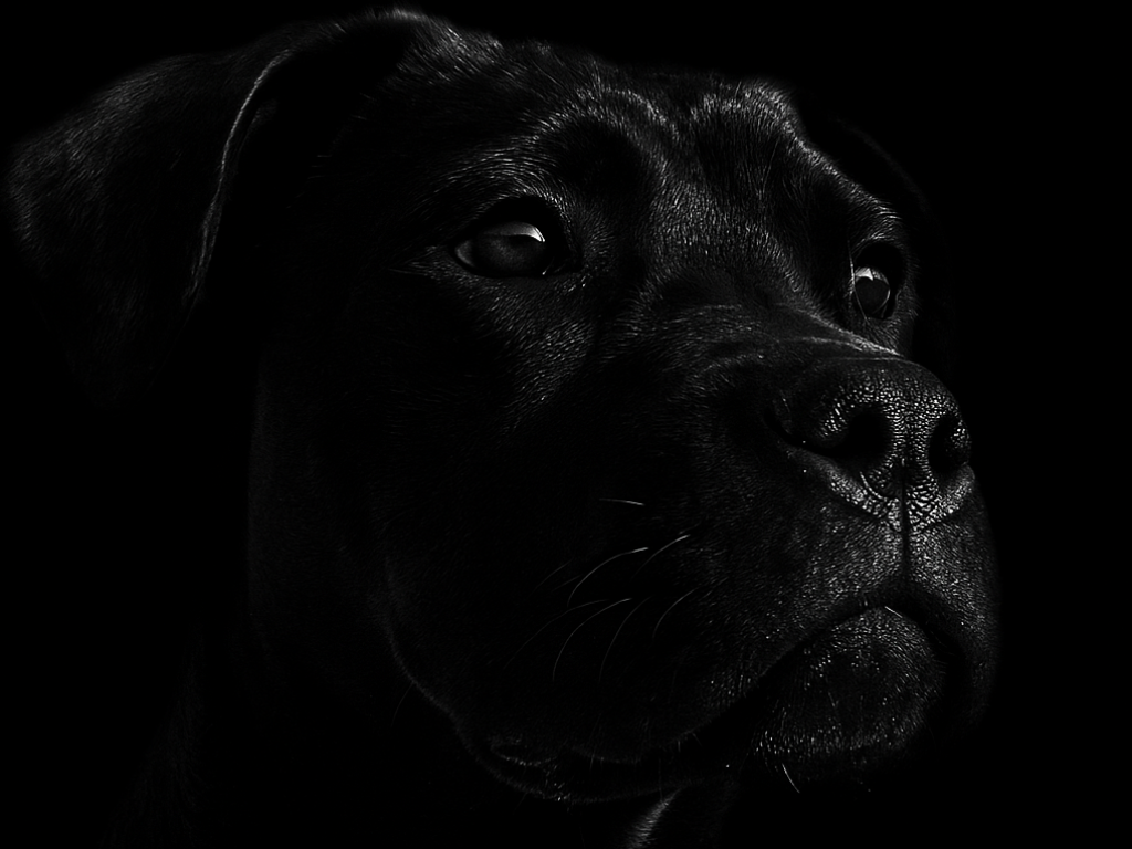 Eris alt.animals.promo #16