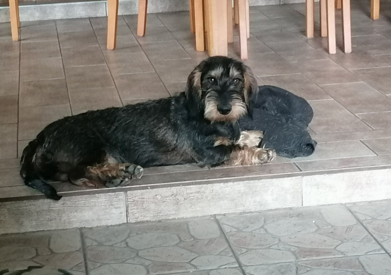 Dukat Nelson - Pet logo – WORLDPETNET #18