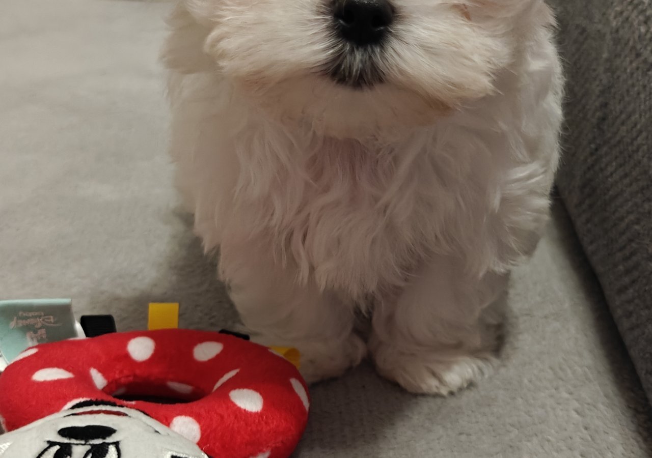 Dolar alt.animals.promo #16